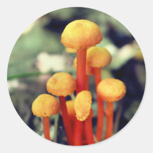 オレンジマッシュルーム自然 ラウンドシール