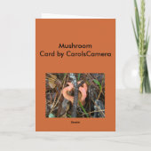 オレンジマッシュルームOBXノテカード シーズンカード (裏面)