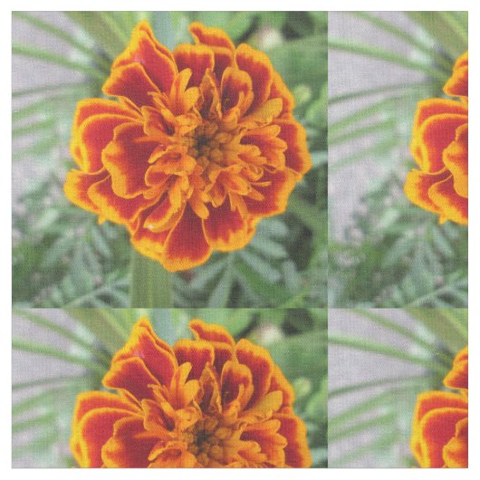 オレンジマリーゴールドの花 ファブリック (クローズアップ)