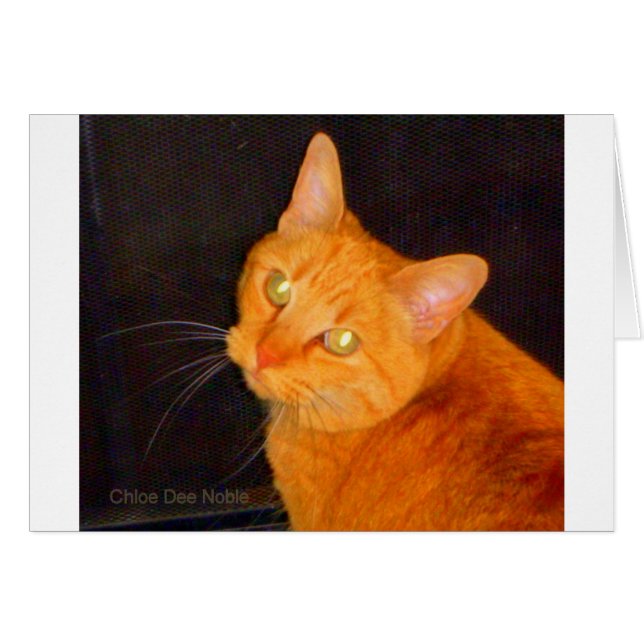 オレンジマーマレード (正面横)