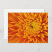 オレンジマーム秋花の写真はがき ポストカード (正面/裏面)