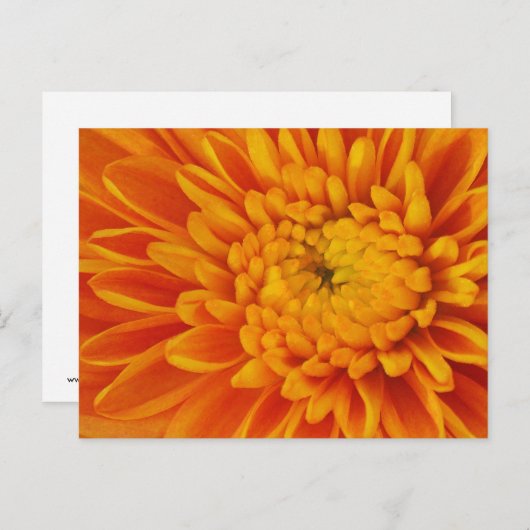 オレンジマーム秋花の写真はがき ポストカード (正面/裏面)