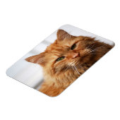 オレンジメインクーンキャットフレキシブルフォトマグネット マグネット (左側)