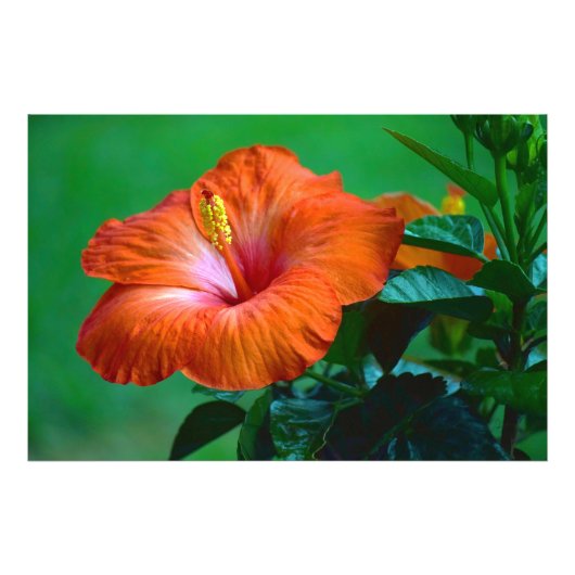 オレンジユーゴージャスなポスター フォトプリント            (正面)