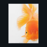 オレンジライオンヘッド金魚(Carasus auratus) ポストカード<br><div class="desc">オレンジライオンヘッド金魚(Carasus auratus) | Martin Harvey | AssetID: 82837080</div>