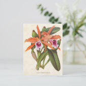 オレンジラエリアオーキッドヴィンテージボタニカル ポストカード (スタンド正面)