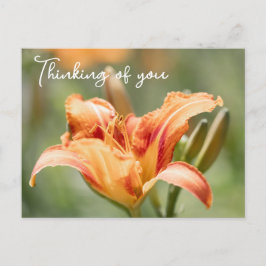 オレンジリリー考えズ・オブ・ユー ポストカード