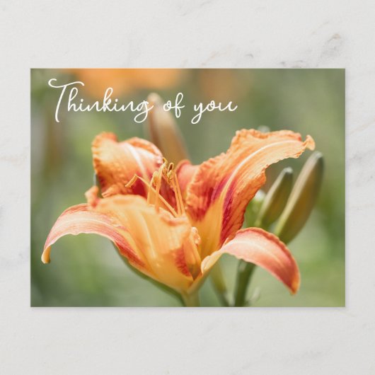 オレンジリリー考えズ・オブ・ユー ポストカード (正面)