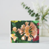 オレンジリリー ポストカード (スタンド正面)