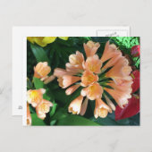 オレンジリリー ポストカード (正面/裏面)