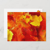 オレンジリーフ秋撮影はがき ポストカード (正面/裏面)