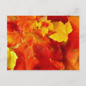 オレンジリーフ秋撮影はがき ポストカード (正面)