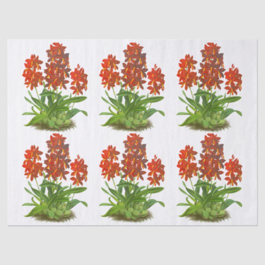 オレンジレッドエキゾチック蘭の花の切り離し 薄葉紙 (正面)