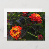 オレンジレッドトレーリングランタナ#1はがき ポストカード (正面/裏面)