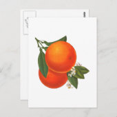 オレンジヴィンテージクレート絵葉書 ポストカード (正面/裏面)
