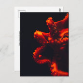 オレンジ及び黒い劇的なタコの水中写真 ポストカード (正面/裏面)