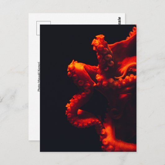 オレンジ及び黒い劇的なタコの水中写真 ポストカード (正面/裏面)