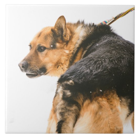 オレンジ憂うつ タイル (正面)