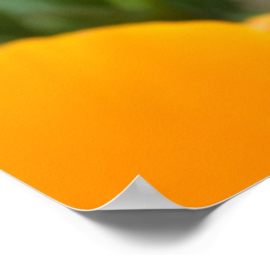 オレンジ春の花 ポスター (角)