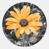 オレンジ春デイジーモノクロ写真 ラウンドシール (正面)