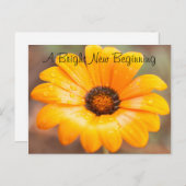 オレンジ春フラッシュデイジークローズアップフォトカスタム ポストカード (正面/裏面)