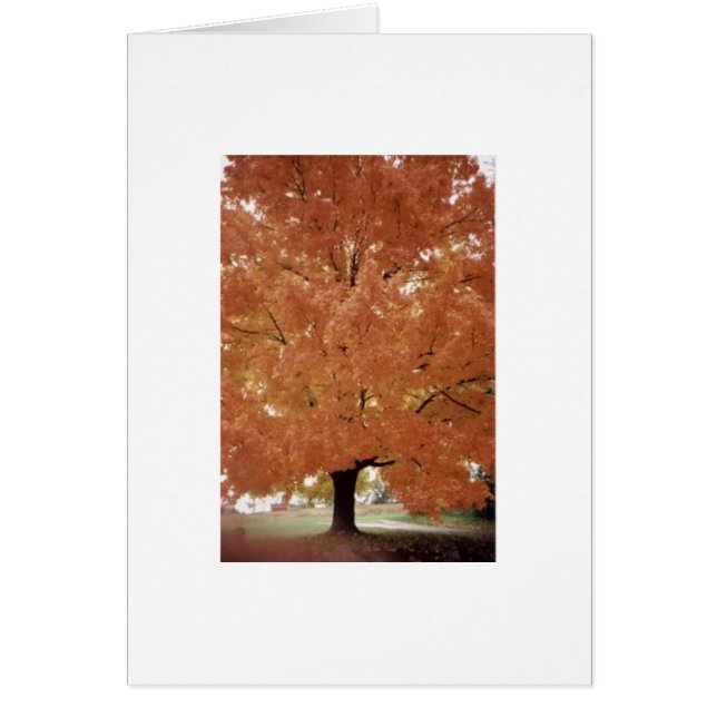 オレンジ木 (正面)