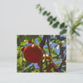 オレンジ果樹 ポストカード (スタンド正面)