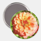 オレンジ淡い色の《植物》百日草磁石 マグネット (正面/裏面)