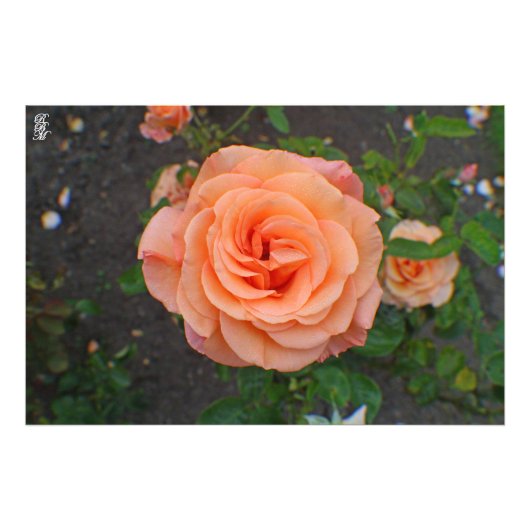 オレンジ独身の色の花 フォトプリント            (正面)