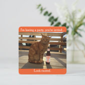 オレンジ猫を特色にしているパーティの招待状 招待状 (スタンド正面)