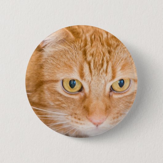 オレンジ猫 缶バッジ (正面)
