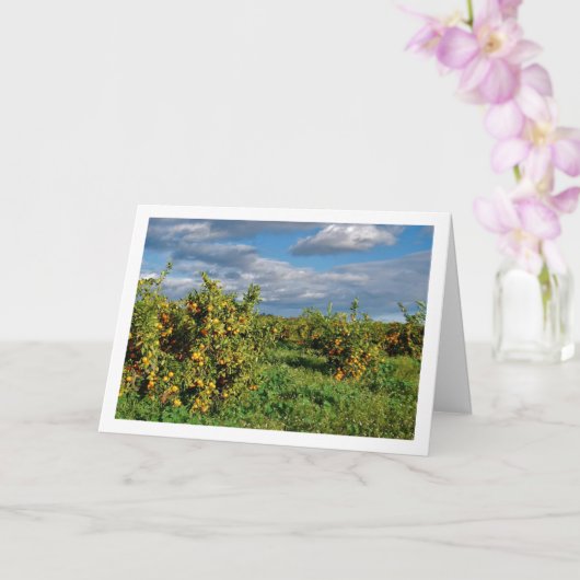 オレンジ畑、バレンシア、スペイン カード (蘭)