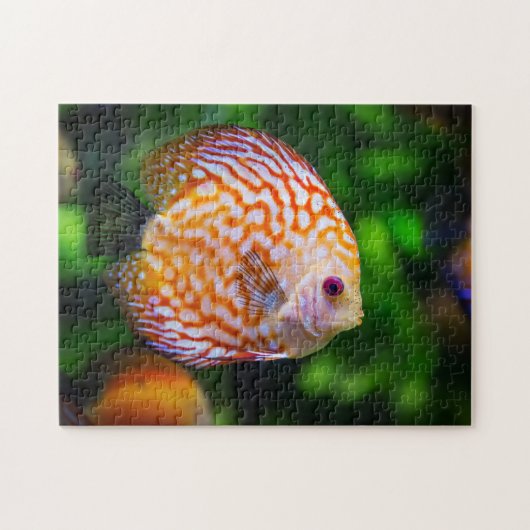 オレンジ白ディスカス熱帯魚水槽写真 ジグソーパズル (横)