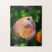 オレンジ白ディスカス熱帯魚水槽写真 ジグソーパズル (縦)