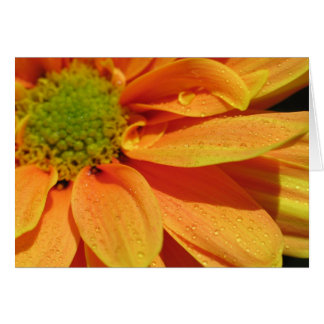 オレンジ美しい