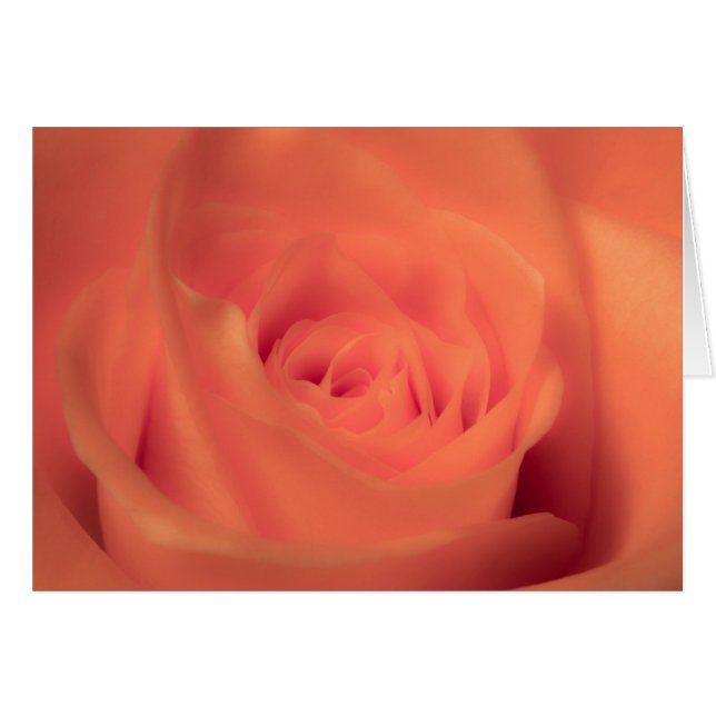 オレンジ美しい (正面横)