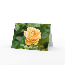 オレンジ考え色の黄色いバラ