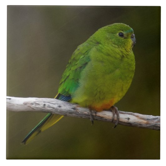 オレンジ色がかった珍しいオウムの鳥オーストラリア タイル (正面)