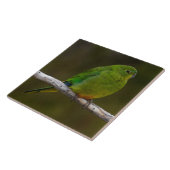 オレンジ色がかった珍しいオウムの鳥オーストラリア タイル (側面)