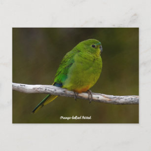 オレンジ色がかった珍しいオウムの鳥オーストラリア ポストカード