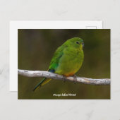 オレンジ色がかった珍しいオウムの鳥オーストラリア ポストカード (正面/裏面)