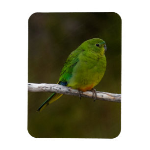 オレンジ色がかった珍しいオウムの鳥オーストラリア マグネット