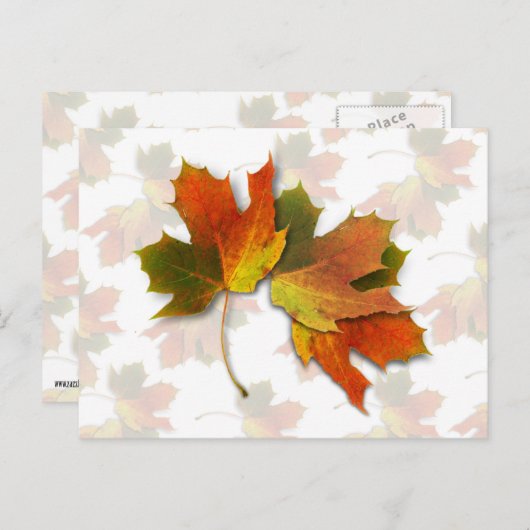 オレンジ色と黄金の秋の葉 ポストカード (正面/裏面)