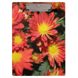 オレンジ色のおしゃれな雛菊の花。フラワーガーデン クリップボード