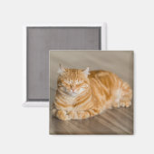 オレンジ色のかわいい子ネコ マグネット (正面/裏面)