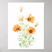 オレンジ色のアフリカの野生のデイジーの手の色彩の鮮やか水の色 ポスター (正面)