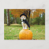 オレンジ色のカボチャの上のハロウィーン猫 ポストカード (正面)