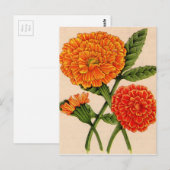 オレンジ色のカレンデュラ ポストカード (正面/裏面)