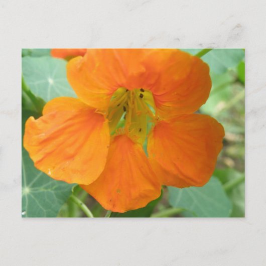 オレンジ色のキダチナスタチウムの花のポストカード ポストカード (正面)