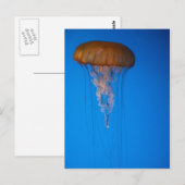 オレンジ色のクラゲ ポストカード (正面/裏面)